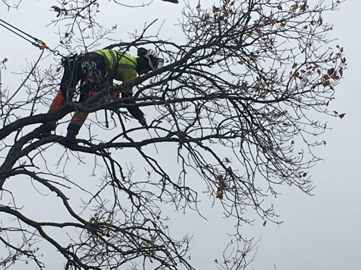 Nedtagning av träd i Göteborg! Vi erbjuder säker trädfällning i Göteborg med omnejd.